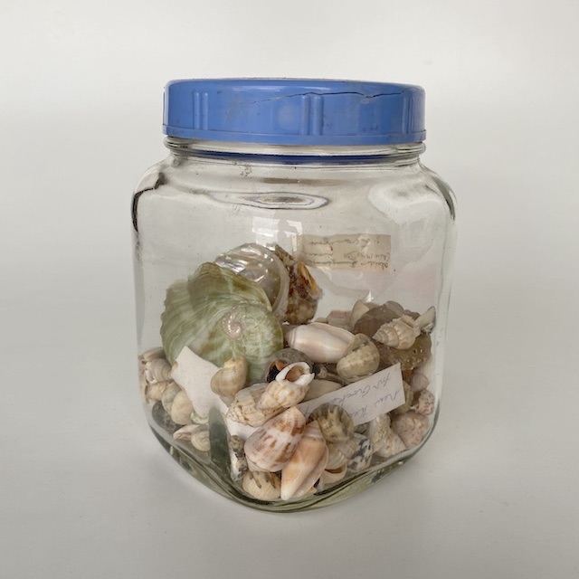 JAR, Sea Shell Collection w Lid